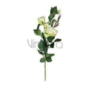 SUN – 130/78CM Rožė LT GREEN Nr.488