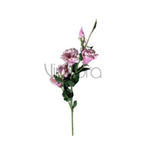 SUN – 345/76CM Eustoma DIRTY PINK Nr.467