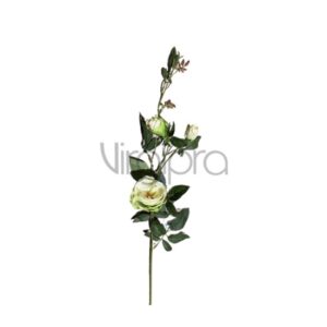 SUN – 598/71CM Rožė LT GREEN Nr.482