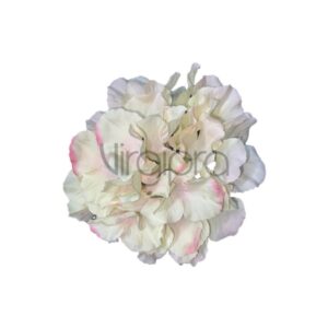 KPW2701 Hortenzija 17cm green edge pink Nr.613